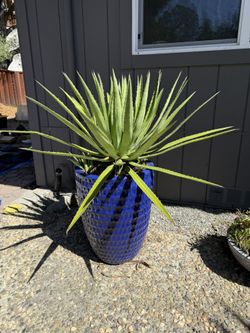 Sisal Agave Sisalana $100