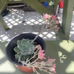 Succulent Plant $10 Each