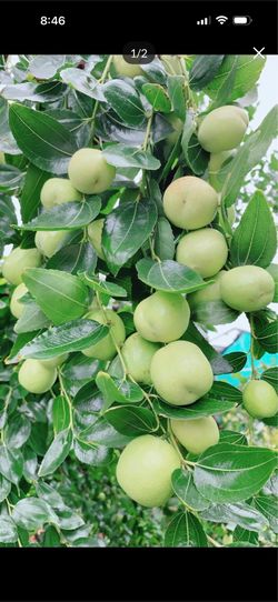 Sugarcane Jujube Tree