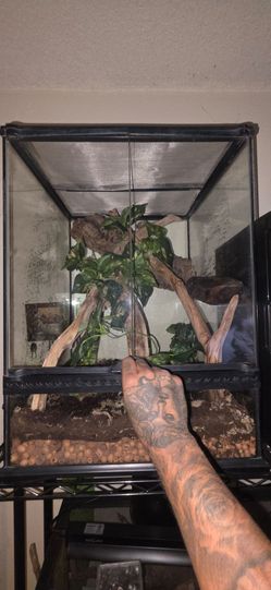 Exo Terra Gecko Reptile Tank