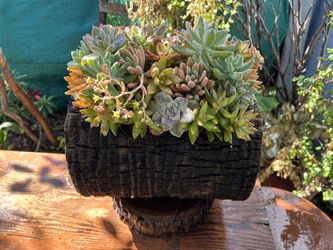Succulents Arrangements En Tronko 