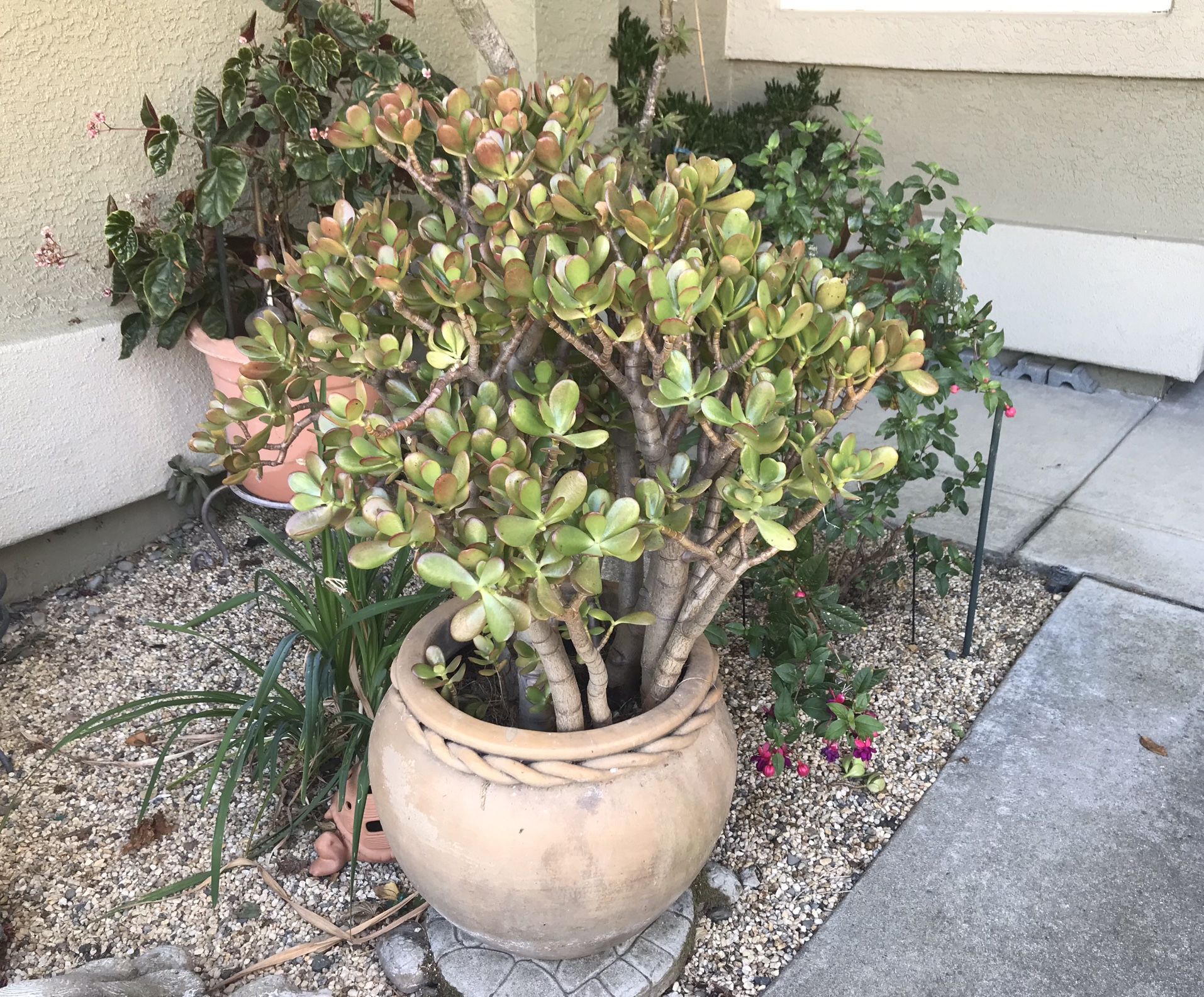 A large jade plant in an attractive old terracotta pot