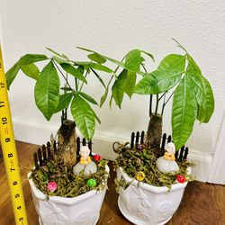 Money Tree Bonsai and Anacampseros Succulent Live Plant In Ceramic Pot with Decoration $12/each