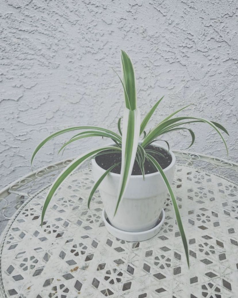 Spider Plant