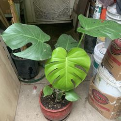 Monstera Plant Flower 