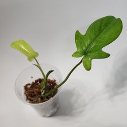 Baby Philodendron Florida Ghost plant rooted in moss. 