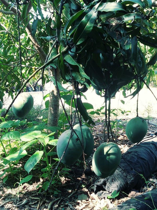 Mango trees "Fruit Punch" 7g for Sale in Lake Worth, FL 