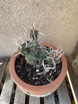 Opuntia Articula Cactus Plant
