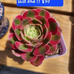 SUCCULENT SALE THIS SUNDAY  SKYLINE SUCCULENTS. SAN LORENZO