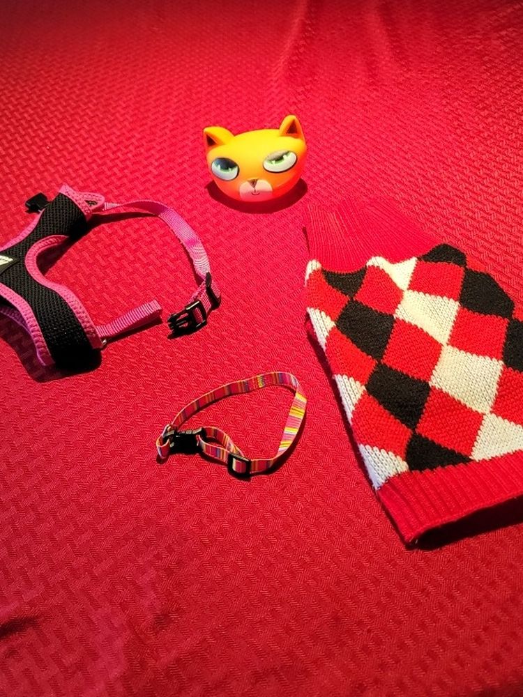 Free Little Dog Sweater ,Harness, Toy And Little Collar... All Free