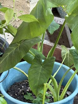Elephant Ear Plant