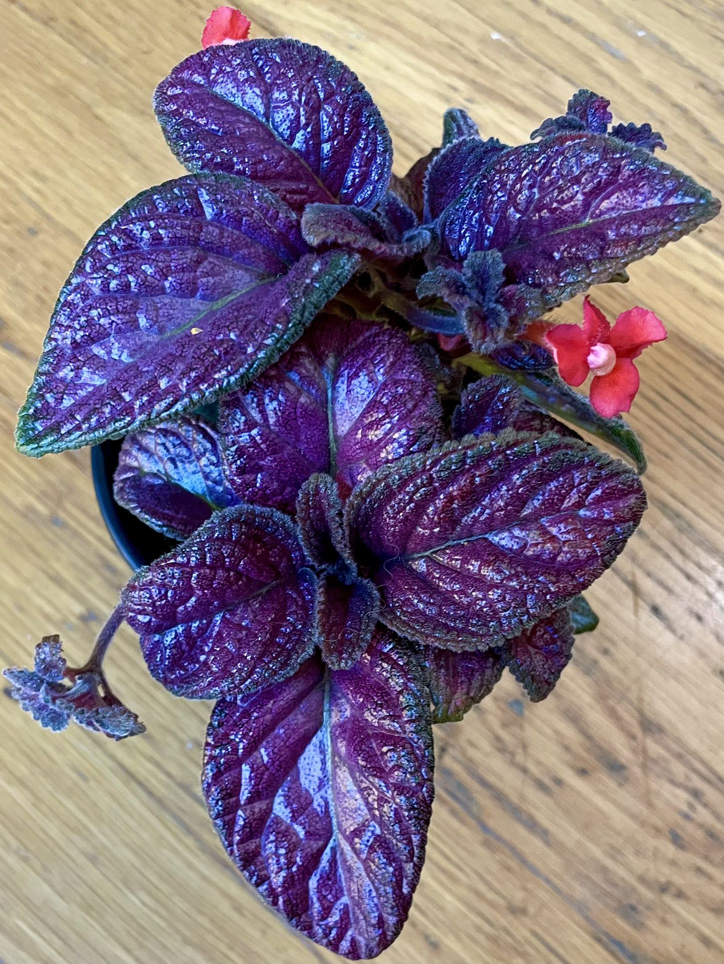 Non-Toxic Purple Rain Flame Violet Plant / Free Delivery Available 