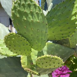 Prickly Pear Newly Sprouted Edibles Superfood 