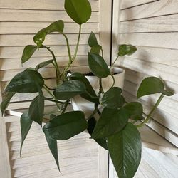 Assorted Houseplants