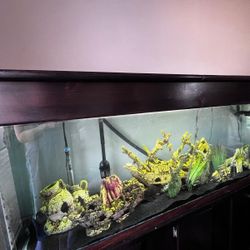 180 Gallon Fish Tank With FX6