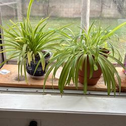 Air Plants And Pots