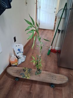 Adopt a bamboo plant (The Dreaming Tree)