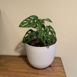 Swiss-cheese Plant With The Pot