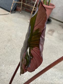 Alocasia Serendipity Pink Variegated