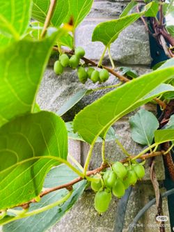 1-Gallon Mini Kiwi Plant – Young Hardy Kiwi Vine Starter