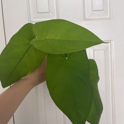 Syngonium Chiapense Plant CUTTING- Rooted 