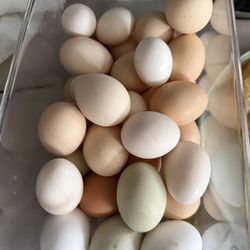 Chicken Eggs 🥚 Duck Eggs 🥚 