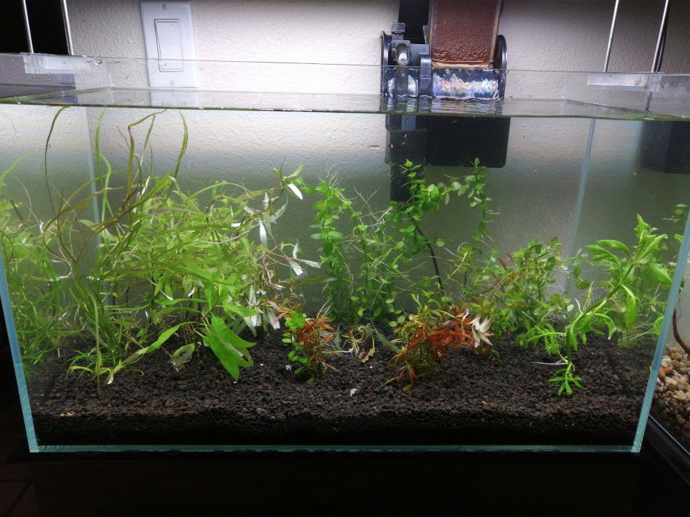Easy Aquarium Plants 
