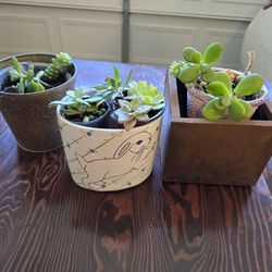 Plants In Pots