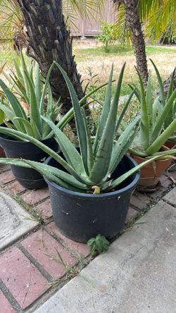 Aloe Vera for sale