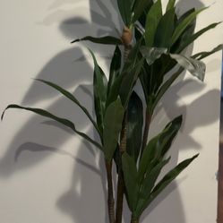 Large Indoor Plant In Modern Pot