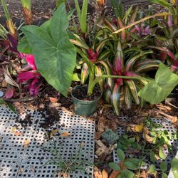 Colocasia Gigantea