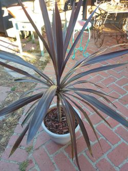 Big Red Cordyline Australis 🪴