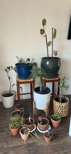 Plants