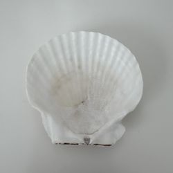 Scallop Shell #7