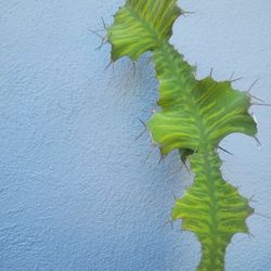 Variegated  Large  Cactus  Dragon Fishbone 