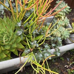 Large Planter Of Succulent Heavy $20