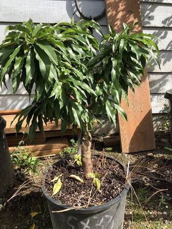 miniature honey babe peach tree 2-3ft tall