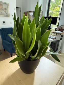 Large Snake Plant in Self Water Pot
