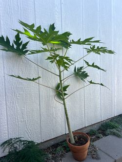 Police papaya