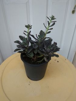 Succulent