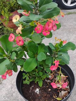 Crown 👑 thorns corona de espinas plant