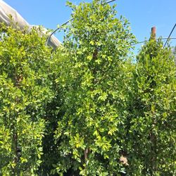 Ficus Nitifda 25 Gallons 9ft Tall