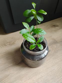Citrus plants
