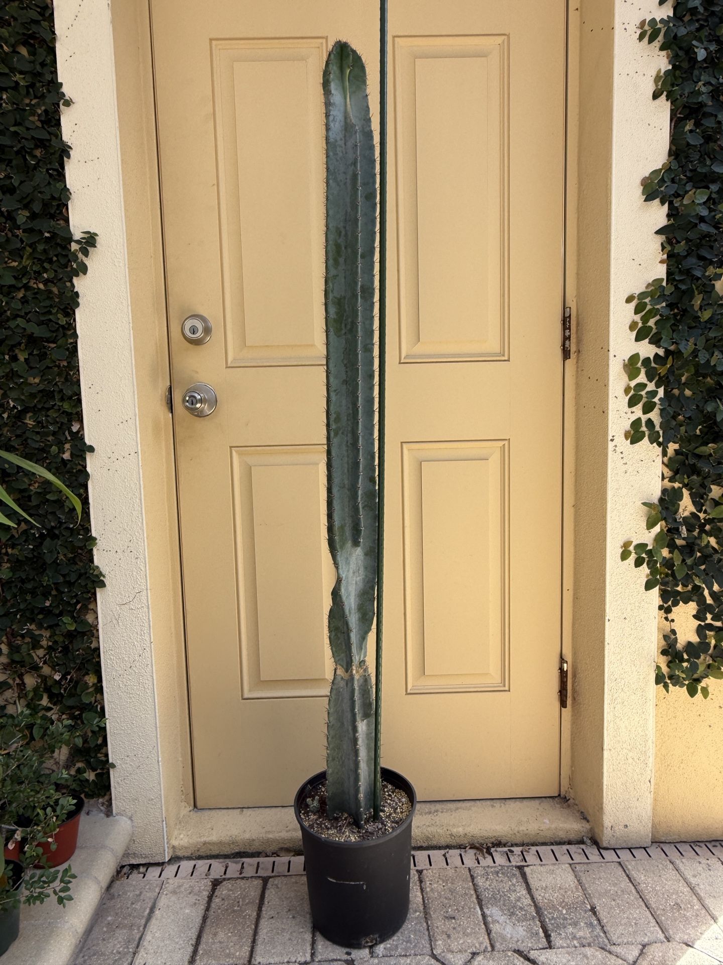 Cereus Repandus / Peruvian Apple Cactus