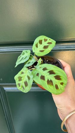 Maranta Prayer Plant in Small Pot