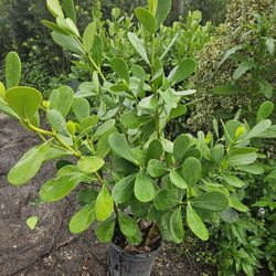 huge clusias Only $11