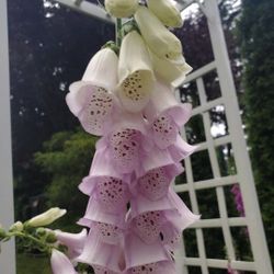 Perrenial Plant Sale 