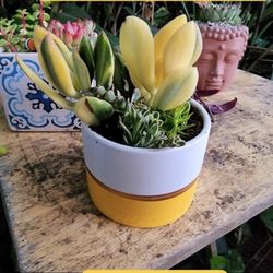 Potted Plant $10 EACH SALE Saturday Today 1pm To 5pm San Lorenz0