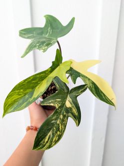 Philodendron Florida Beauty Variegated Plant 4" Pot - Indoor House Plants
