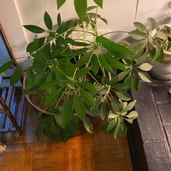Schefflera